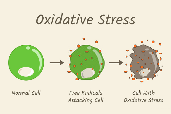 FOXO3 làm giảm phản ứng viêm, bảo vệ chống lại Oxidative Stress. FOXO3 được biết đến như một chất ức chế khối u.